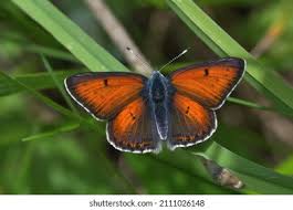 Attēlu rezultāti vaicājumam “Lycaena hippothoe underside”