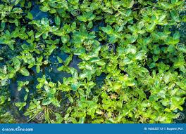 Attēlu rezultāti vaicājumam “Veronica beccabunga leaf”