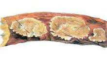 Attēlu rezultāti vaicājumam “Junghuhnia pseudozilingiana”