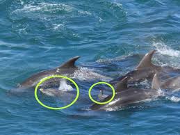 Image result for japan dolphin slaughter