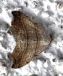 Attēlu rezultāti vaicājumam “Laspeyria flexula”