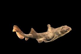 Image result for Heterodontus portusjacksoni