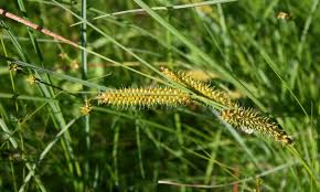 Attēlu rezultāti vaicājumam “Carex rostrata”
