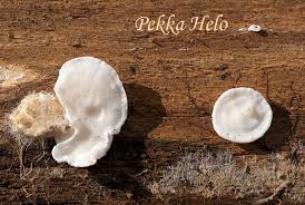 Attēlu rezultāti vaicājumam “Postia floriformis”