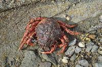 Image result for Maja brachydactyla