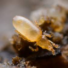 Attēlu rezultāti vaicājumam “Orchesella sp.”