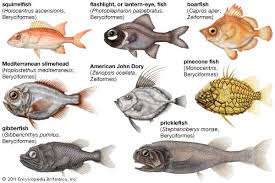 Image result for Diplodus ascensionis