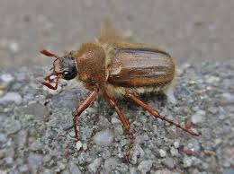 Attēlu rezultāti vaicājumam “Amphimallon solstitiale”