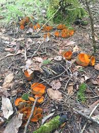 Attēlu rezultāti vaicājumam “Caloscypha fulgens”