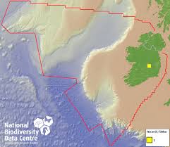 Attēlu rezultāti vaicājumam “Oxyrrhynchium hians var. rigidum”
