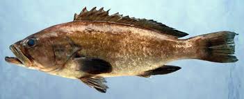 Image result for Epinephelus costae