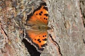 Attēlu rezultāti vaicājumam “Nymphalis xanthomelas”