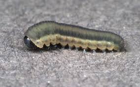 Attēlu rezultāti vaicājumam “Mellicta athalia larva”