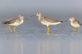 Image result for Tringa melanoleuca