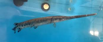 Image result for Lepisosteus osseus