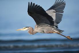 Image result for heron