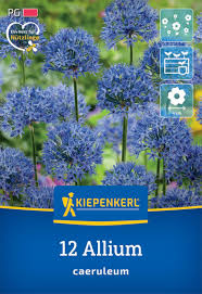 Image result for Zierlauch