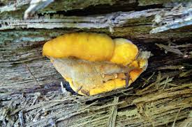 Attēlu rezultāti vaicājumam “Hapalopilus croceus”