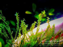 Attēlu rezultāti vaicājumam “Plagiomnium affine sporophyte”