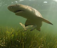 Image result for Negaprion brevirostris