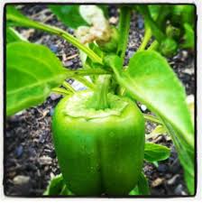 Afbeeldingsresultaat voor california wonder 300 sweet pepper