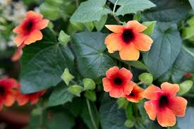 Image result for Thunbergia alata