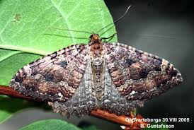 Attēlu rezultāti vaicājumam “Triphosa dubitata”