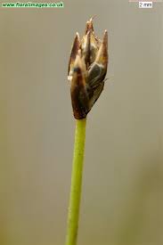 Attēlu rezultāti vaicājumam “Eleocharis quinqueflora”