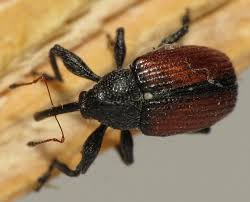 Attēlu rezultāti vaicājumam “Anthonomus phyllocola”