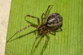 Attēlu rezultāti vaicājumam “Neriene montana”