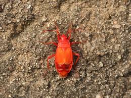 Attēlu rezultāti vaicājumam “Pyrrhocoris apterus imago”