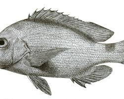 Image result for Lutjanus alexandrei