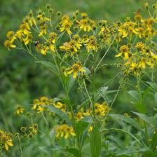 Attēlu rezultāti vaicājumam “Atrichum flavisetum”