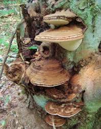Attēlu rezultāti vaicājumam “Ganoderma applanatum”