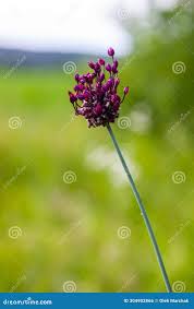 Attēlu rezultāti vaicājumam “Allium scorodoprasum”