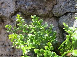 Attēlu rezultāti vaicājumam “Milesina murariae”