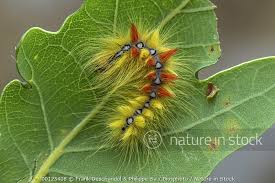 Attēlu rezultāti vaicājumam “Acronicta aceris larva”