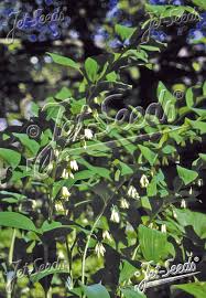 Attēlu rezultāti vaicājumam “Polygonatum multiflorum  fruit”