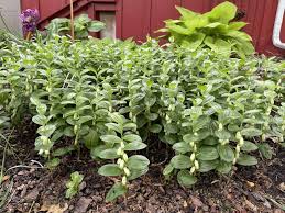 Attēlu rezultāti vaicājumam “Hygroamblystegium humile”