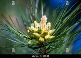 Attēlu rezultāti vaicājumam “Pinus mugo male flower”