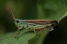 Attēlu rezultāti vaicājumam “Stethophyma grossum”