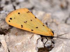 Attēlu rezultāti vaicājumam “Setina irrorella”