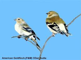 Attēlu rezultāti vaicājumam “Fringillidae”