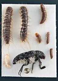 Attēlu rezultāti vaicājumam “Dermestes murinus”