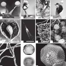 Attēlu rezultāti vaicājumam “Diderma radiatum plasmodium”