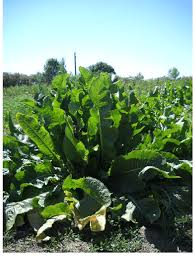 Attēlu rezultāti vaicājumam “Armoracia rusticana”