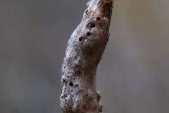 Attēlu rezultāti vaicājumam “Diastrophus rubi”