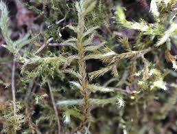 Attēlu rezultāti vaicājumam “Hygroamblystegium humile”