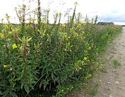 Attēlu rezultāti vaicājumam “Oenothera rubricauli”