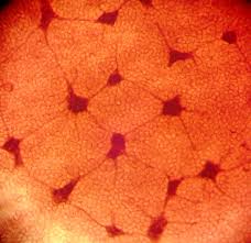 Attēlu rezultāti vaicājumam “Cribraria martinii”